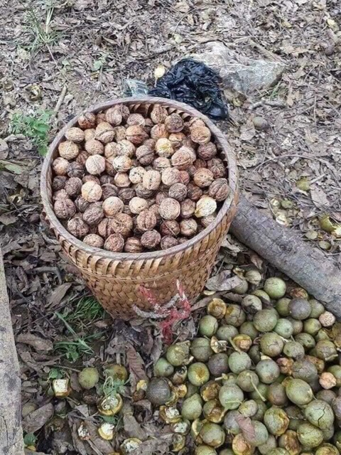 Nhân óc chó Mỹ 500gr