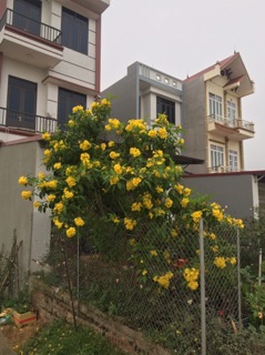 Hoa chuông vàng .