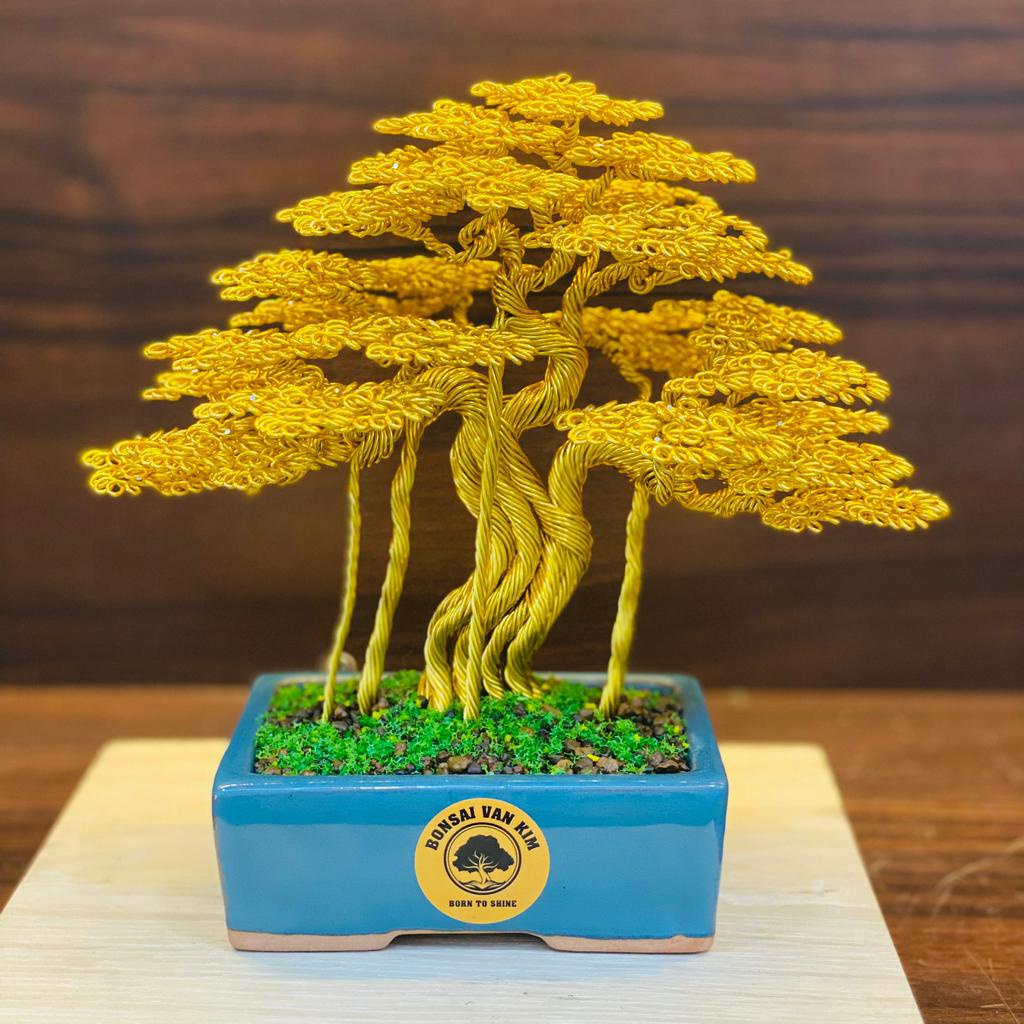 Cây bonsai để bàn; bonsai lucky trees