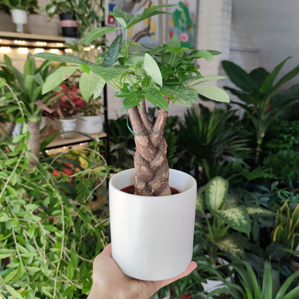 Kim ngân xoắn để bàn kèm chậu sứ trắng ,cây hút lộc phát tài phong thủy để bàn cao 30-35cm( XOẮN TO ĐỂ BÀN )