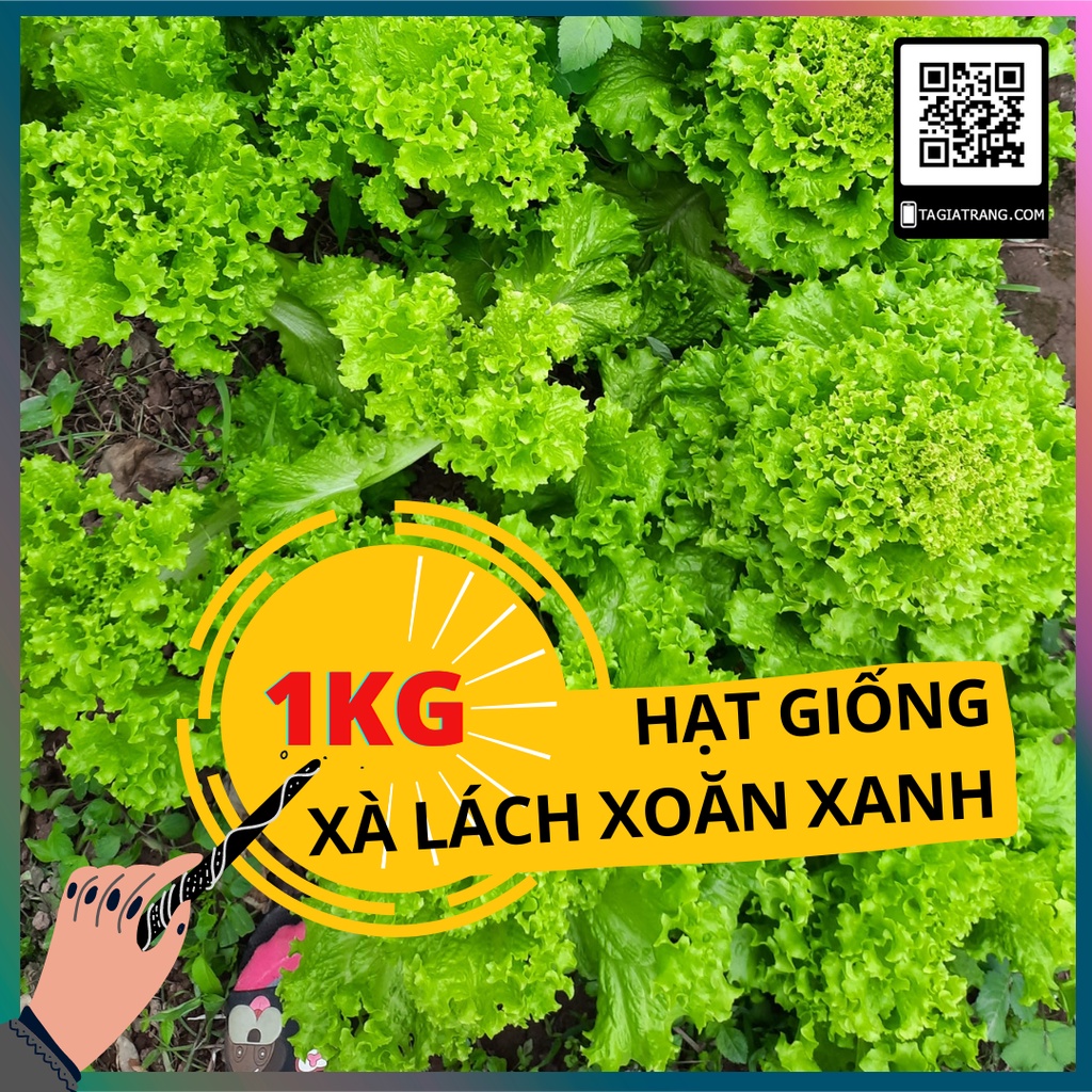 1KG Hạt giống rau xà lách xoăn xanh