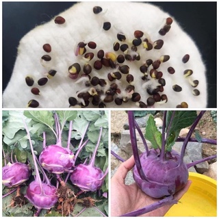 HG Su Hào Lai Tím Xanh Chuẩn F1 Nảy Mầm 100%