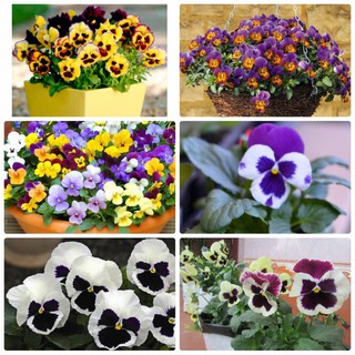 [GIÁ GỐC] Hạt giống hoa Viola mix