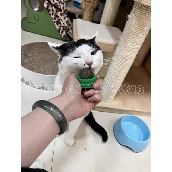Catnip ball dán tường cho mèo mê mẩn xả stress- Đồ chơi hot tiktok