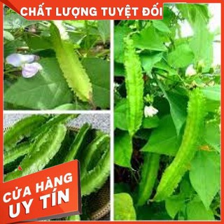 Hạt giống đậu rồng 5gr