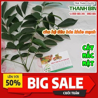 Cây Mắc Mật 100g - Hàng Cty Thu Hái Trực Tiếp Và Cây Giống