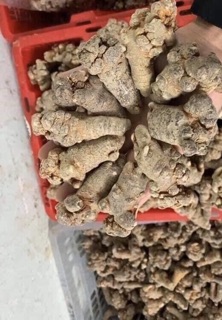 500g CỦ TAM THẤT BẮC GIÀ NẠC, DƯỠNG CHẤT CAO