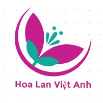 Hoa phong lan phi điệp tím cây trưởng thành, rễ khỏe đẹp