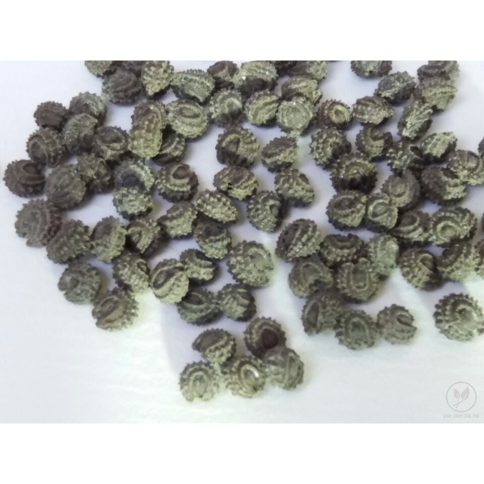 Gói 20 hạt giống sương sâm lông - Tiliacora triandra