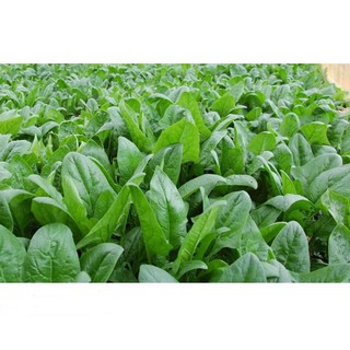 Hạt Giống Cải Bó Xôi (Rau Chân Vịt) Chịu Nhiệt, Dễ Trồng 5gr