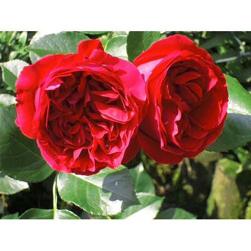 Cây giống Hồng LEO red eden - giống hồng ngoại siêng hoa, mùi hoa cực thơm size chậu C9 - Ut Nho