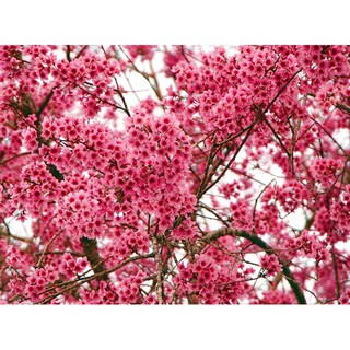 Cây giống Muồng Anh Đào Nhật Bản