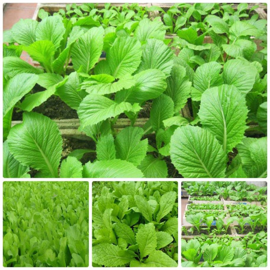 Hạt giống Cải Mơ 20gr ~4000 Hạt