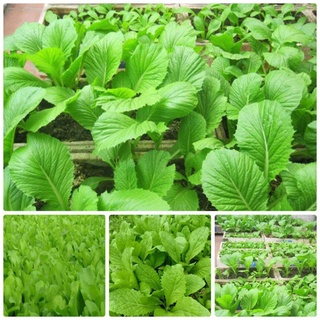 Hạt giống Cải Mơ 20gr ~4000 Hạt