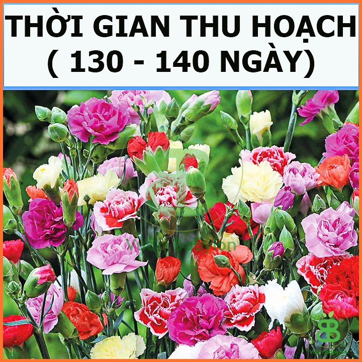 Hạt Giống Hoa Cẩm Chướng KÉP Mix (Nhiều Màu) 0,1G