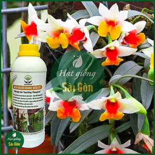 Dịch Chuối Đậm Đặc Thần Dược Cho Phong Lan