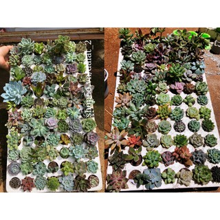 SEN ĐÁ VỈ MINI MIX free ship 3.6cm thuần khí hậu, vỉ 84 cây