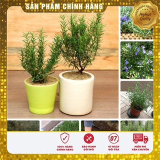 COMBO 02 gói hạt giống cây hương thảo TẶNG 20 viên nén