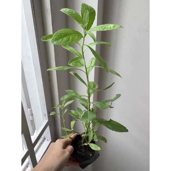 Cây giống đại bi/ cúc tần - cây dượcc liệu tốt cho sức khoẻ🌲