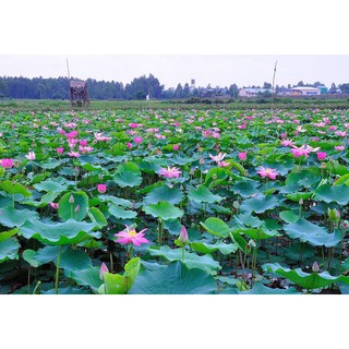 Hạt Giống Hoa Sen Ta - 10 Hạt