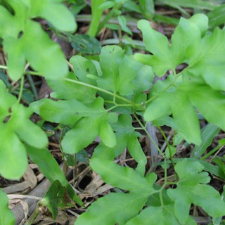 Cây Bòng Bong (Hải Kim Xa)  1KG - DV155