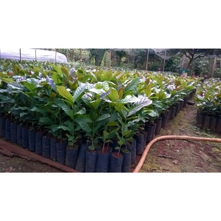 Cây Cà Phê giống Arabica.(GIỐNG CHUẨN)