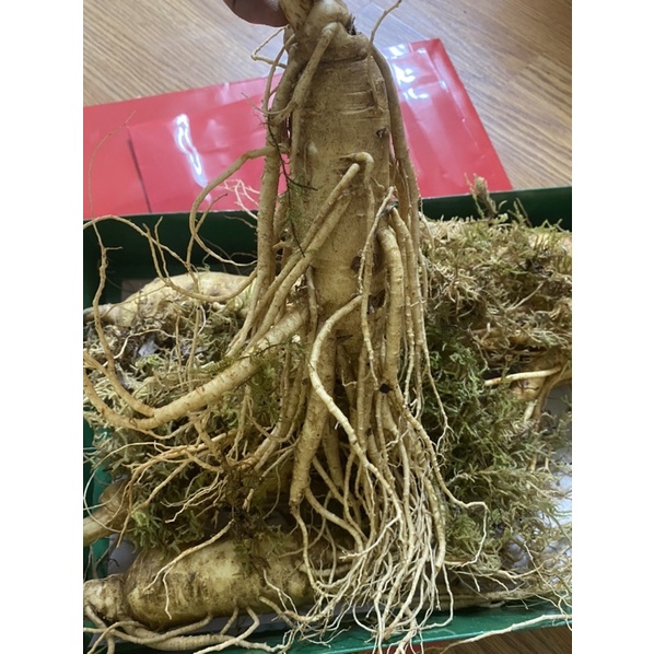 Nhân Sâm nguyên củ Hàn Quốc 1KG Loại to siêu phẩm 6 củ/Kg)