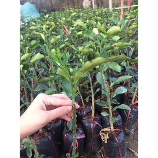 Combo 1 bưởi ruby và 1 bưởi đỏ luận văn