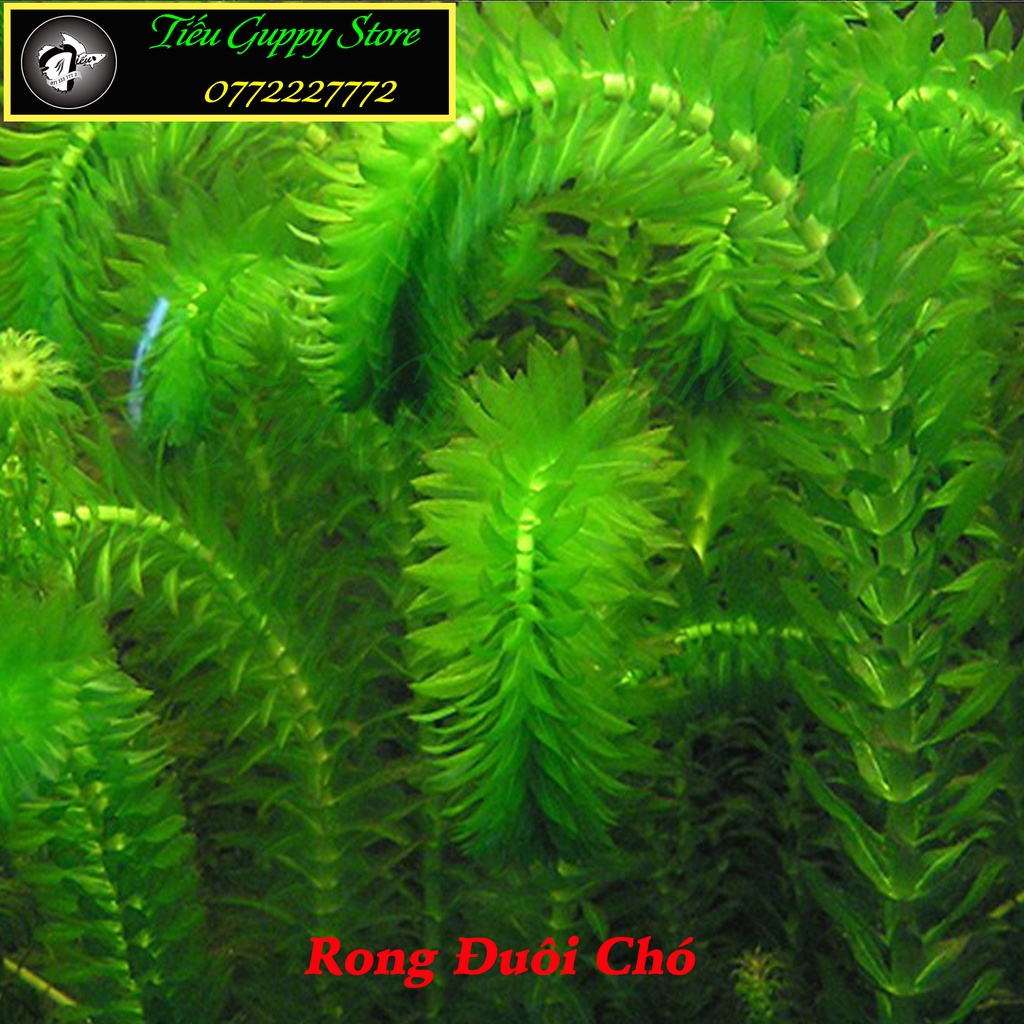 10 nhánh Rong Đuôi Chó Thủy Sinh - Trang Trí, Dễ Trồng, Dễ Sống Cho Hồ Cá Cảnh
