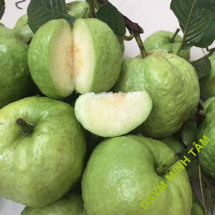 Cây Giống Ổi Nữ Hoàng - cây ăn quả