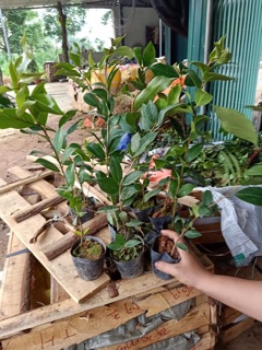 Hoa trà my đủ màu