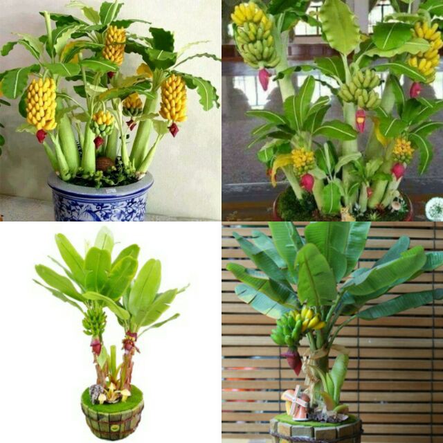 Hạt Giống Chuối Mini