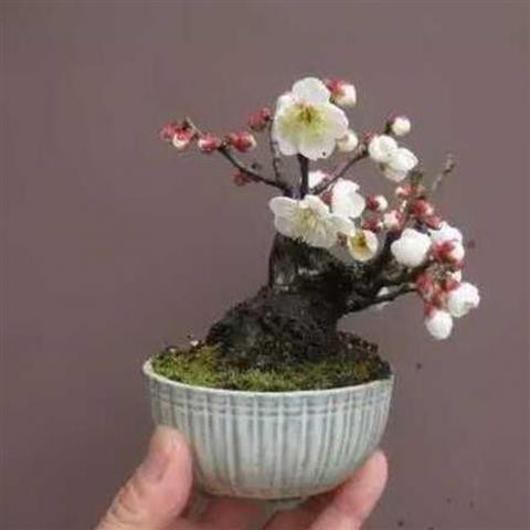 Hạt giống Micro Jasmine Hạt giống làm vườn để bàn văn phòng Tỷ lệ nảy mầm 90% 45h