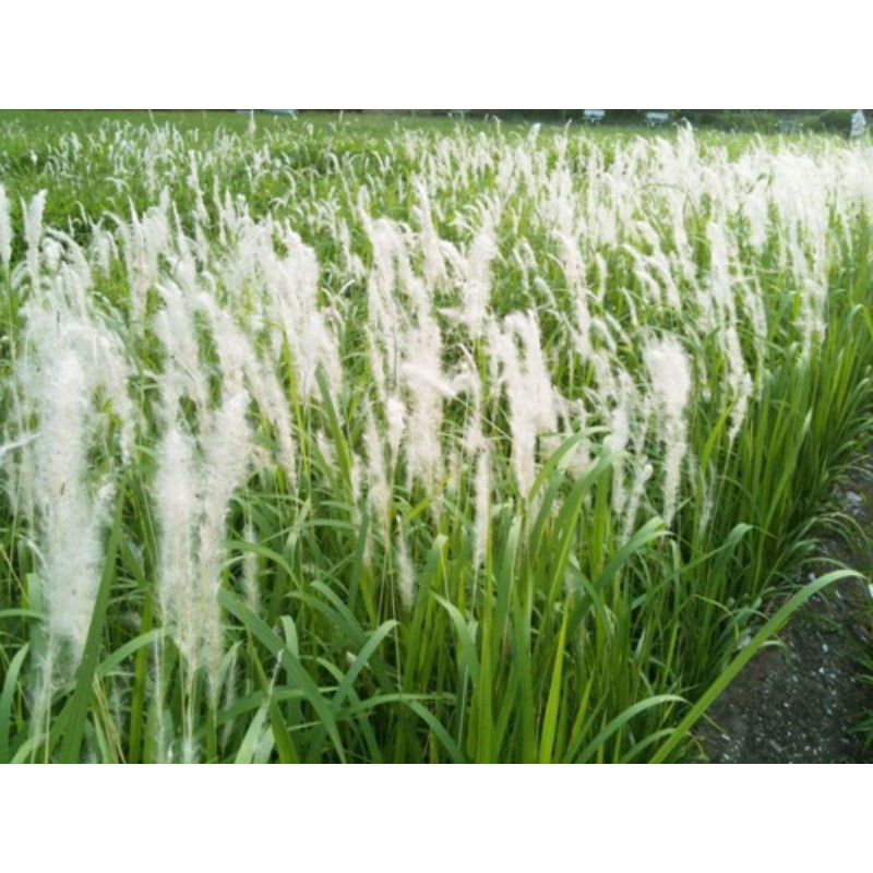 5 cây cỏ tranh giống  ko bầu