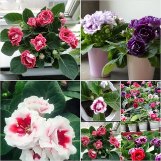 5 hạt giống hoa tử la lan mix màu