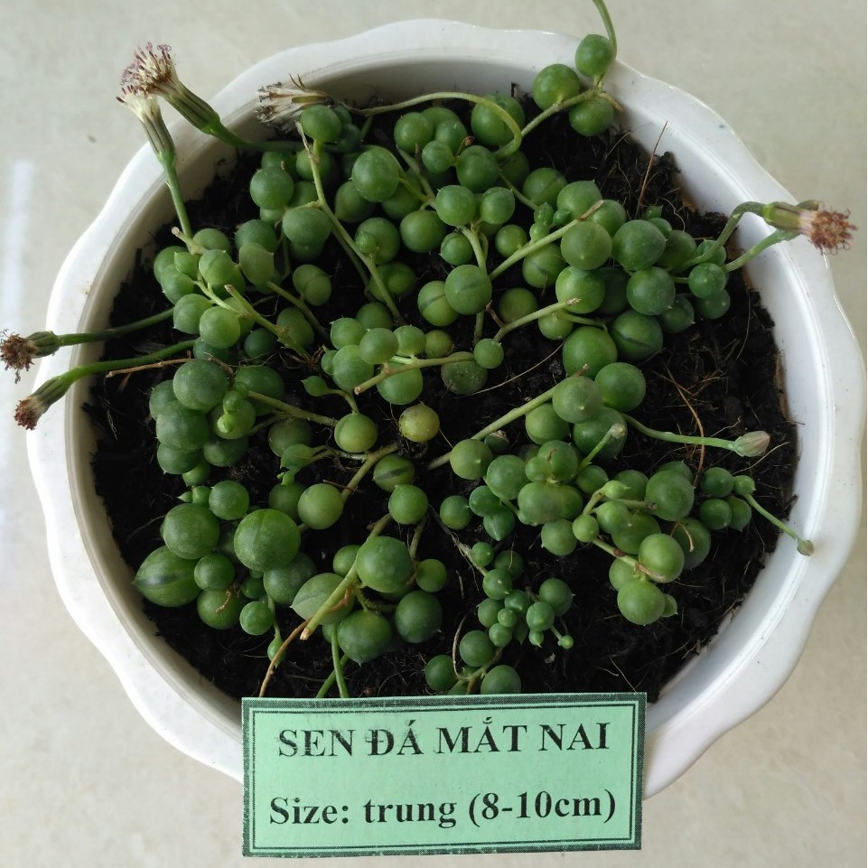 Sen đá mắt nai - size trung (8-10cm)