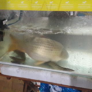 TINH MÙI CA TRA THAILAND MAYME