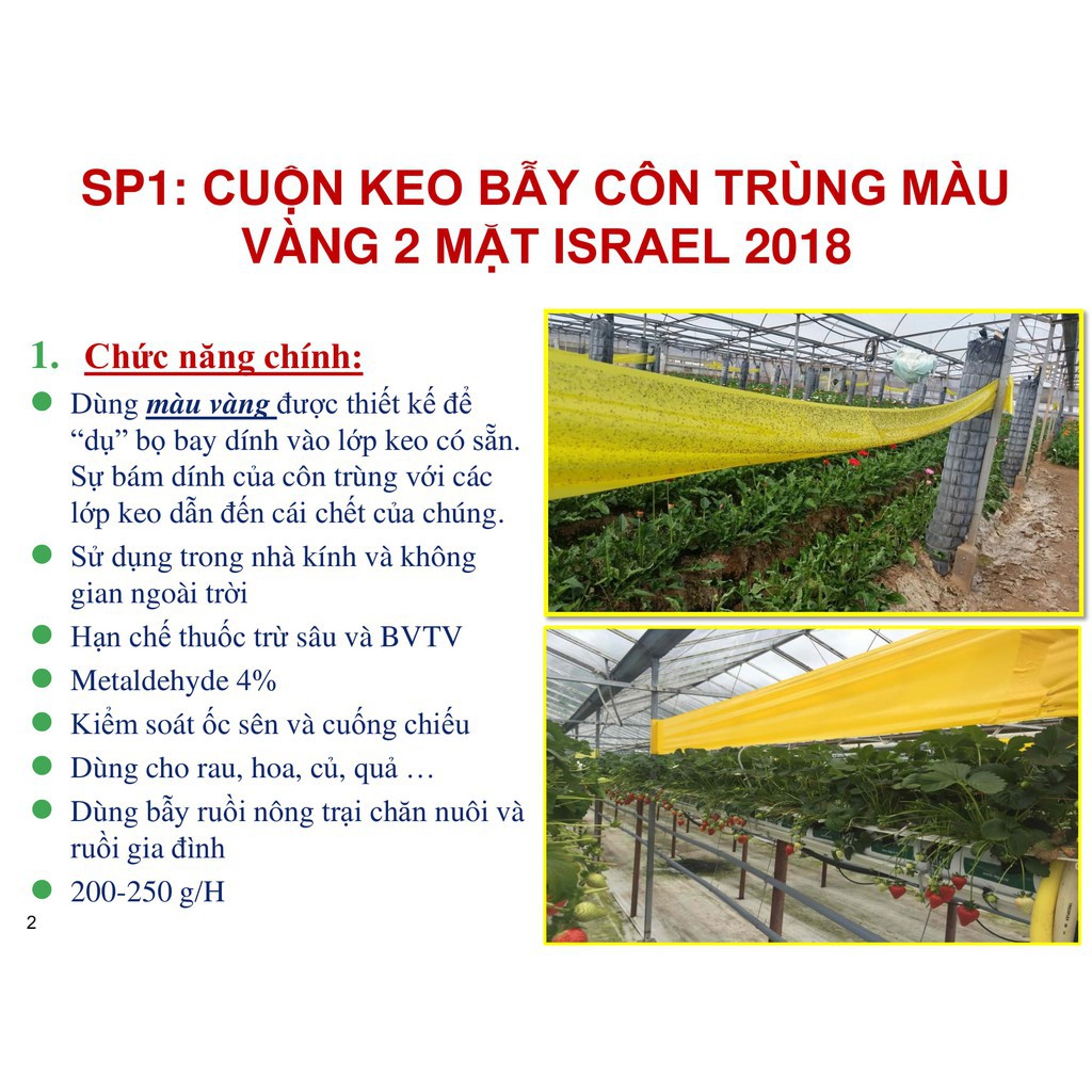 Bẫy ruồi vàng, bẫy ruồi cái, bẫy ruồi giấm và côn trùng bay khác bằng keo dính vàng nhập khẩu Israel (combo 20)