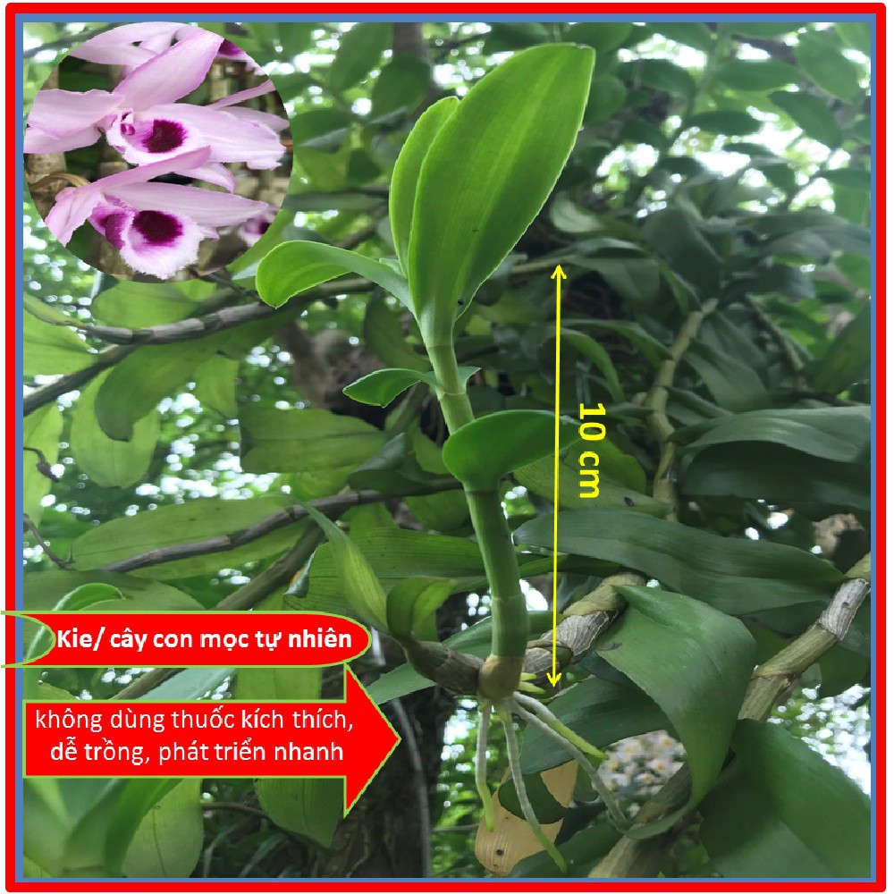 Kie lan phi điệp hoa bình Cây giống hoa lan giả hạc thân dài 7-15cm