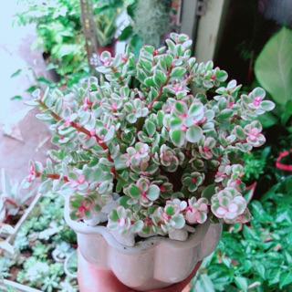 Chậu cây đô la hồng