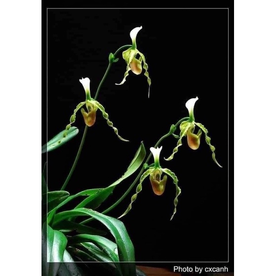 🍀HÀNG ĐẸP🍀Hoa Lan hài râu