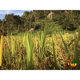 TRÀ GẠO LỨC RẪY Kon Tum