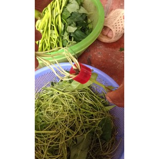 Chẻ rau muống