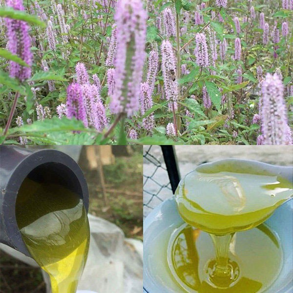 Mật ong bạc hà nguyên chất 100% chai 1 lít - ảnh sản phẩm 3
