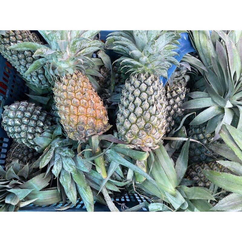 Trái thơm ( dứa) xanh, sạch, tươi, ngon.