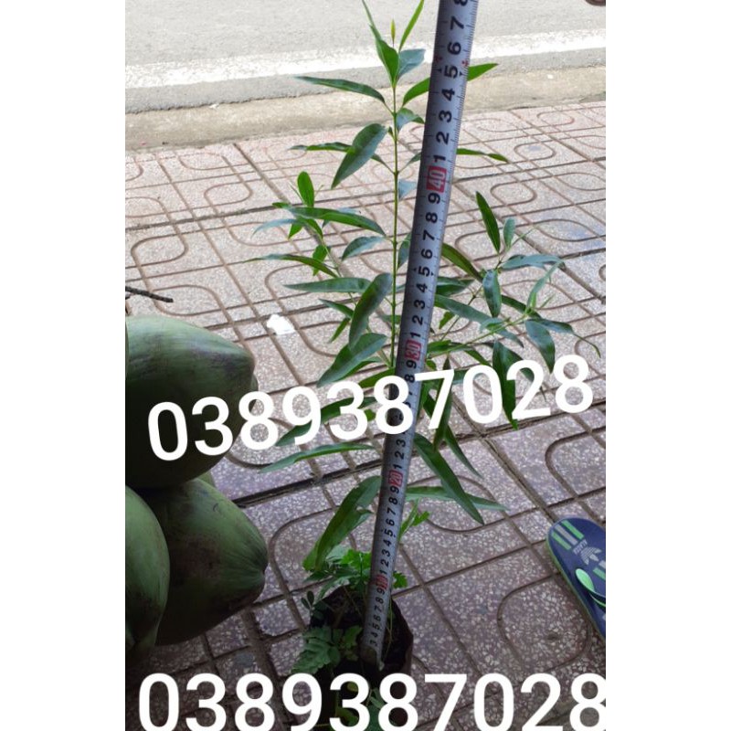 cây đàn hương, cao 40 đến 59