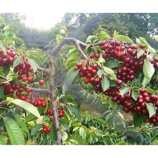 Hạt Giống Quả Anh Đào ( Quả Cherry)10 hạt
