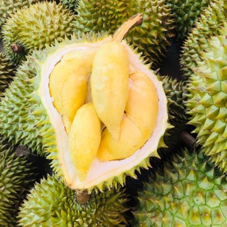 Cây giống sầu riêng- Cây ghép ổn định, cho trái sớm-Cây hoa kiểng Đồng Tháp