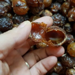 bồ hòn loại 1
