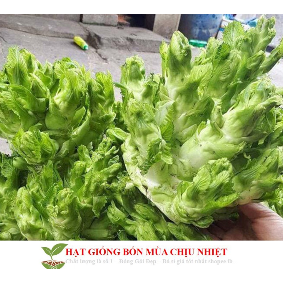 Hạt giống Rau Cải Mầm Đá đặc sản Tây Bắc - 20 hạt luckyseed hạt siêu rẻ